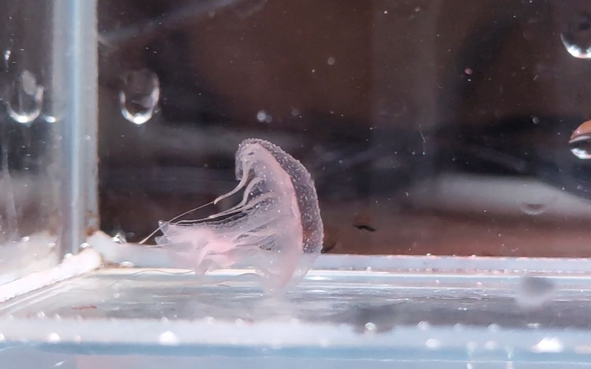 【水母养成记录】黑星海刺水母到家第一天,还没发色_哔哩哔哩_bili