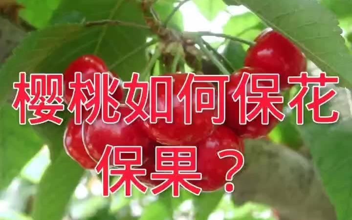 樱桃进入花期,想要丰产,保花保果是关键!哔哩哔哩bilibili