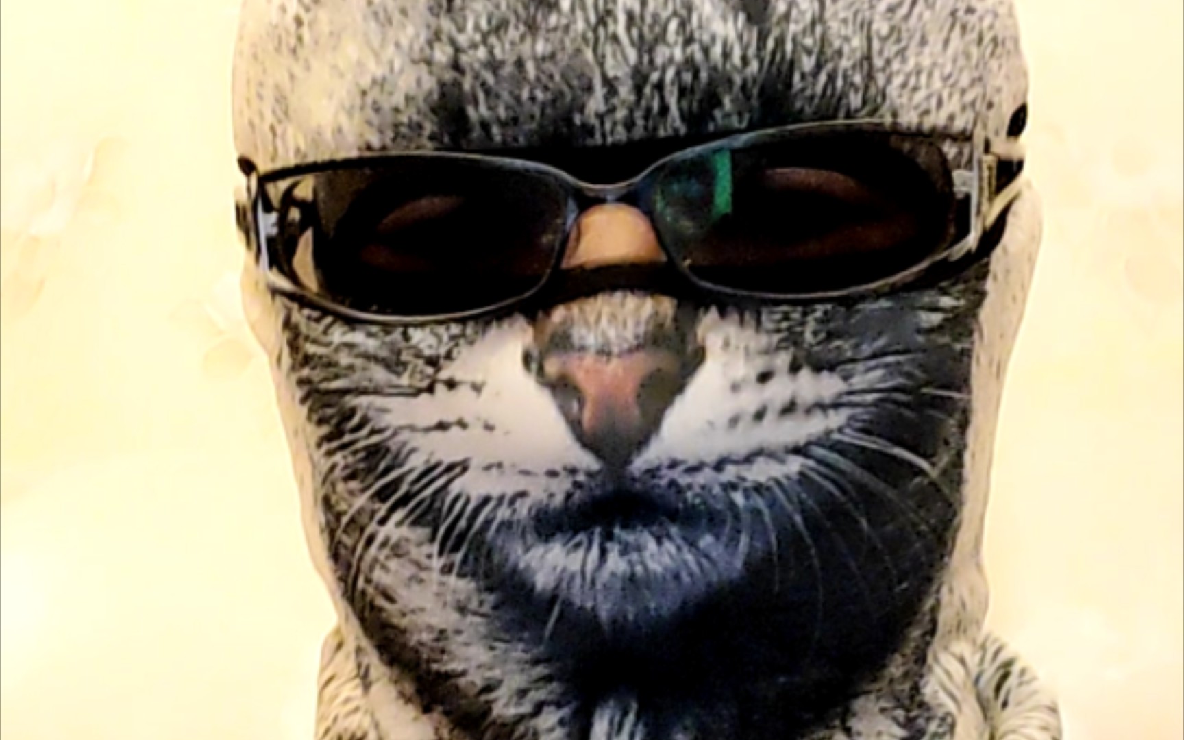 摇滚猫,白白,biu特佛