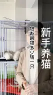 Download Video: 凭啥他的银渐层才300块啊！银渐层猫多少钱一只？银渐层品相怎么看？银渐层价格是多少？（D163）