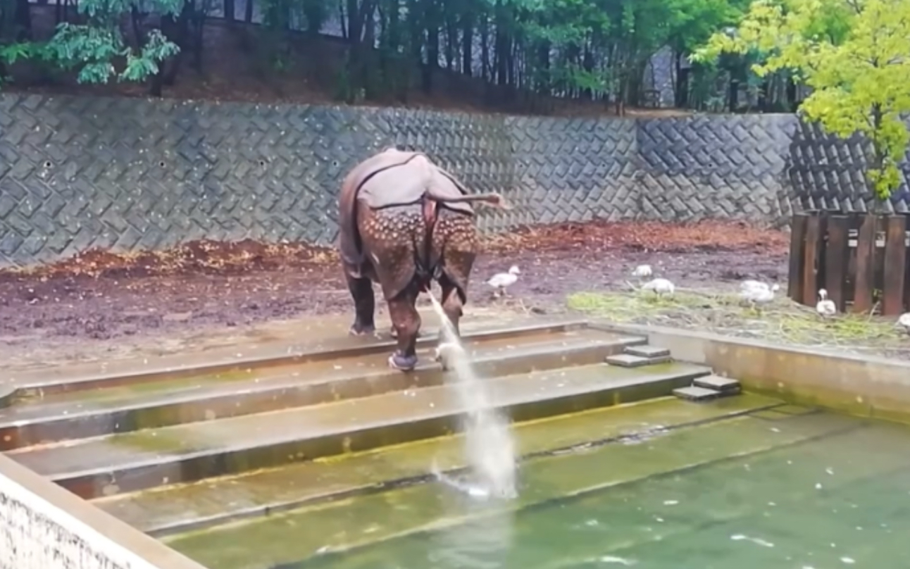 犀牛游完泳往泳池里撒泡尿谁也别和我抢