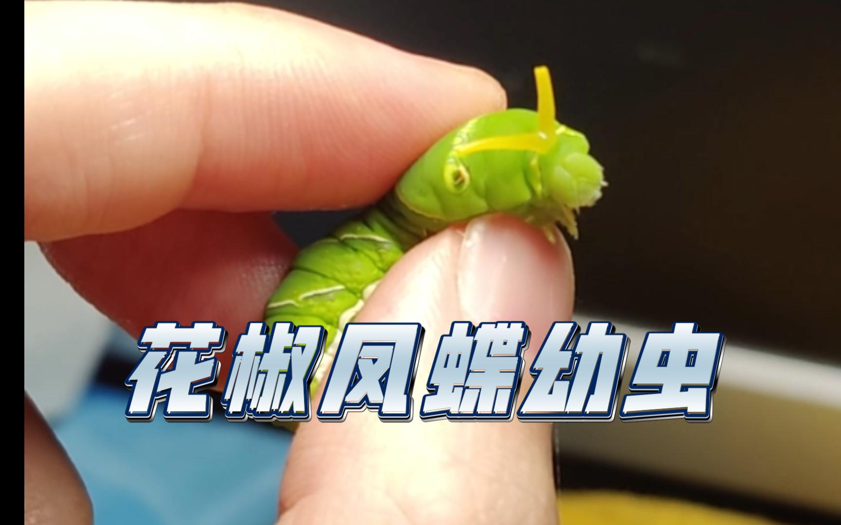 从邻居家阳台抓到一只花椒凤蝶(柑橘凤蝶)幼虫