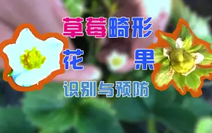 Download Video: 草莓畸形花、果的识别与预防 | 中科易农