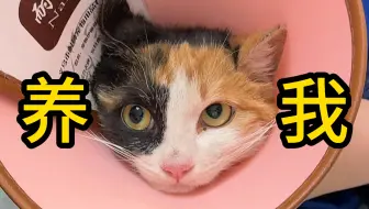 又，，又怀上了？？？