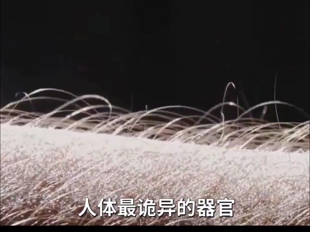 人最诡异的器官是什么