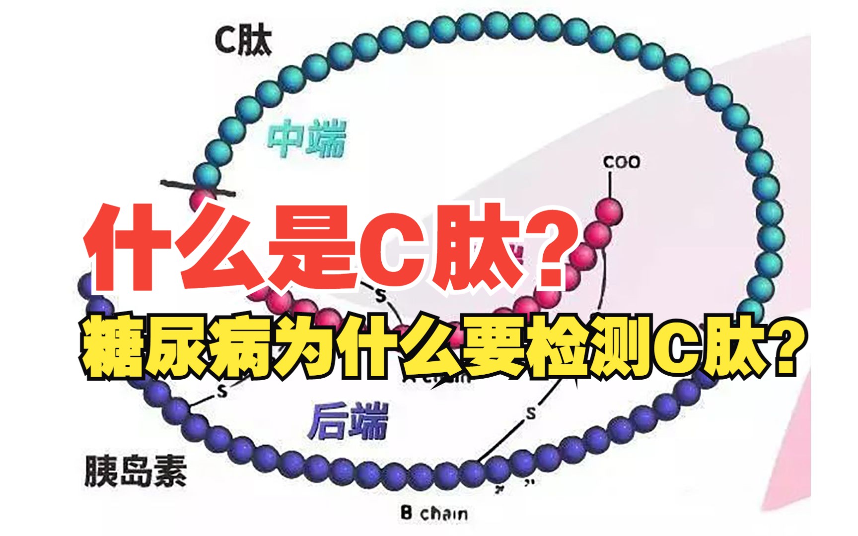 什么是C肽?糖尿病为什么要检测C肽?哔哩哔哩bilibili