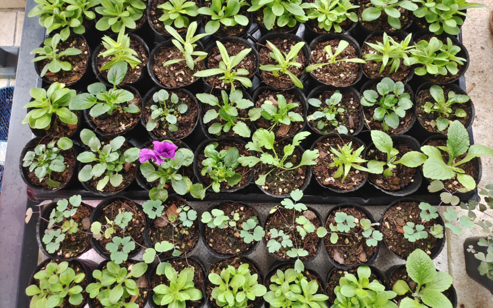 播的角堇小苗终于开花了