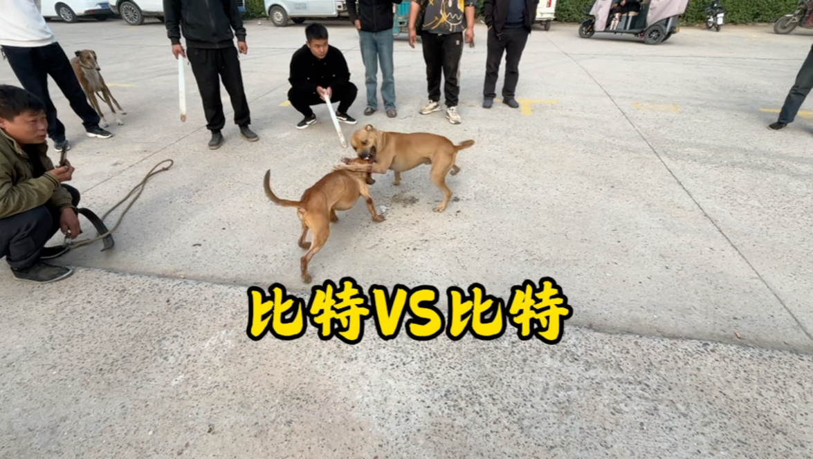 两只比特犬打架,谁才是真正的王者?哔哩哔哩bilibili