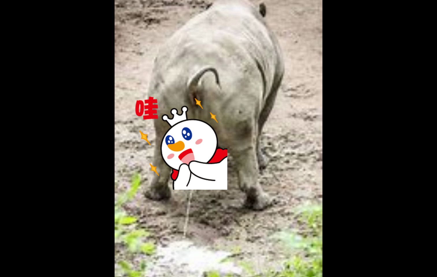 【犀牛撒尿】犀牛撒尿图片合集哔哩哔哩bilibili