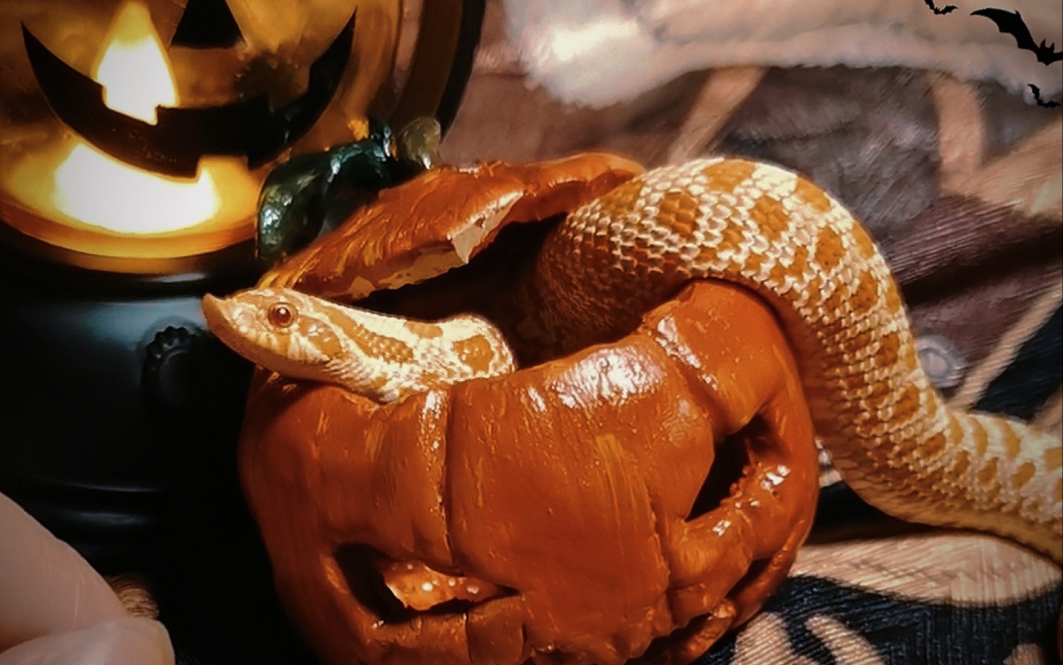 【猪鼻蛇】放久的南瓜会长猪虫?