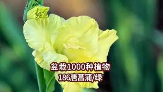 下载视频: 盆栽1000种植物｜186 唐菖蒲（绿）