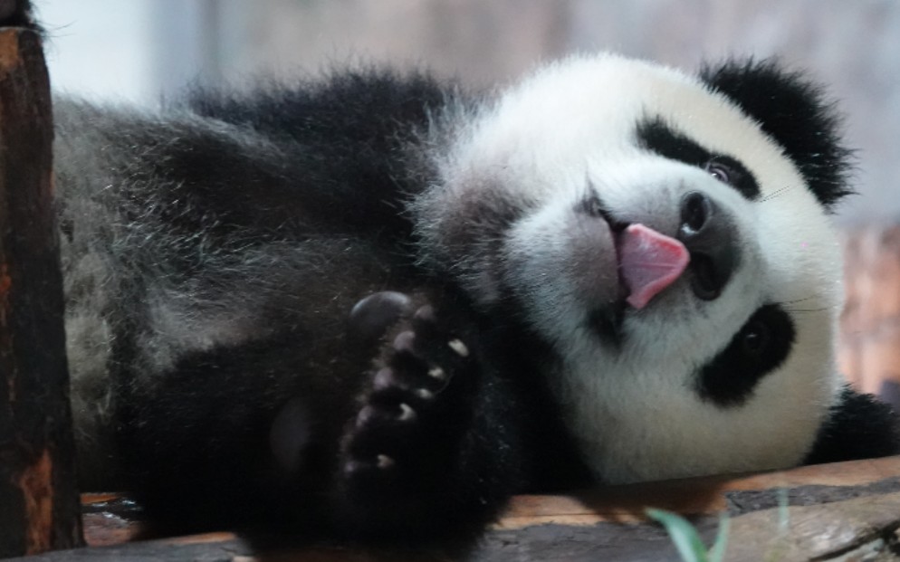 【大熊猫嘉嘉和崽崽】200712妈宝崽冲鸭【大熊猫嘉嘉和崽崽】200530一