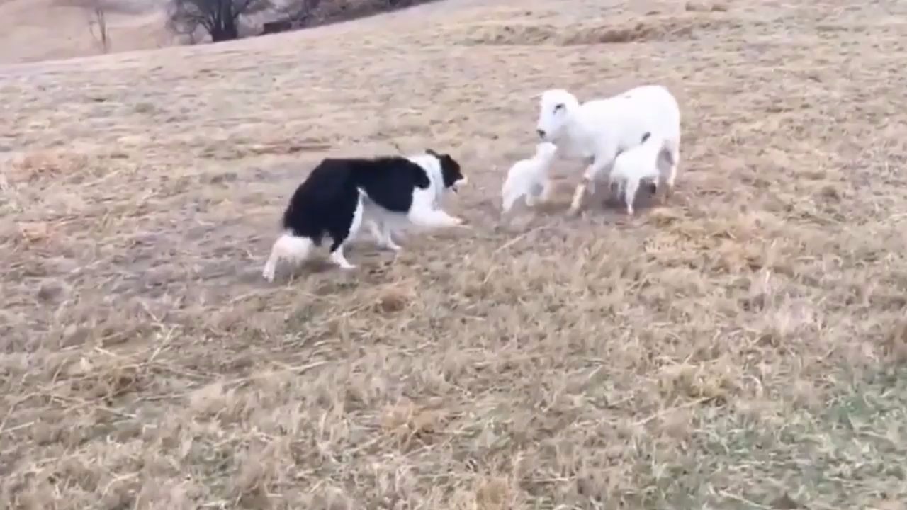 牧羊犬是不是太敬业了,羊妈妈只是想喂小羊糕吃奶,你赶人家做什么哔哩哔哩bilibili