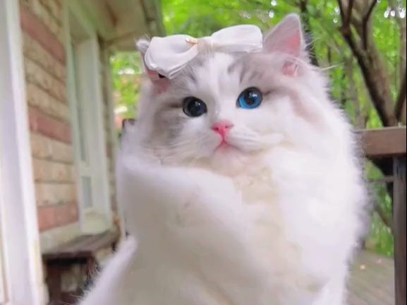 【高贵的猫咪大人】布偶猫真可爱!