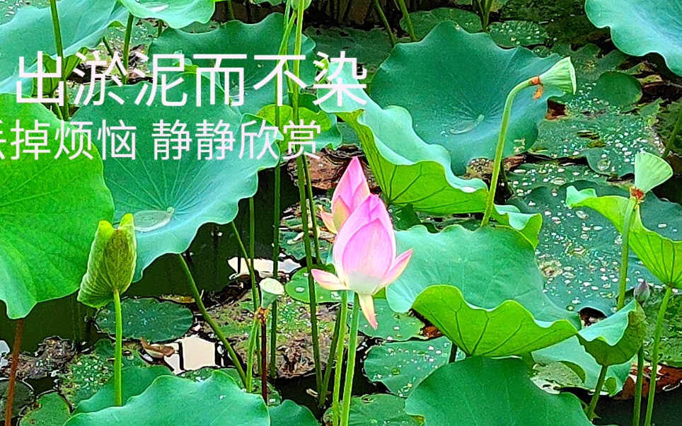 【祖翼北佳】忘却烦恼,观赏自然的风景,聆听大自然的声音.