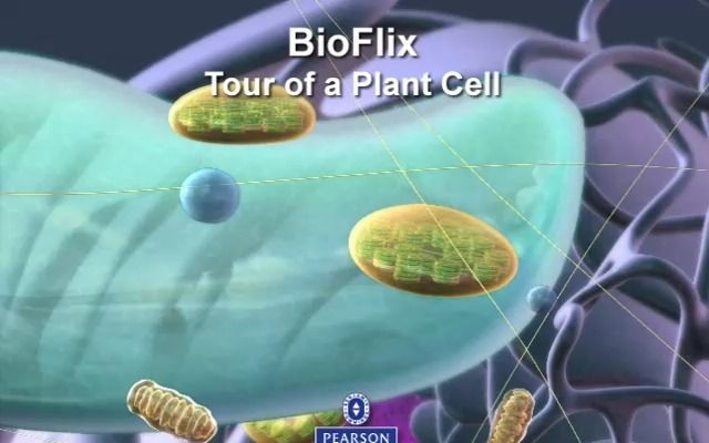 Tour of a Plant Cell 植物细胞概览 坎贝尔生物学 Campbell Biology哔哩哔哩bilibili