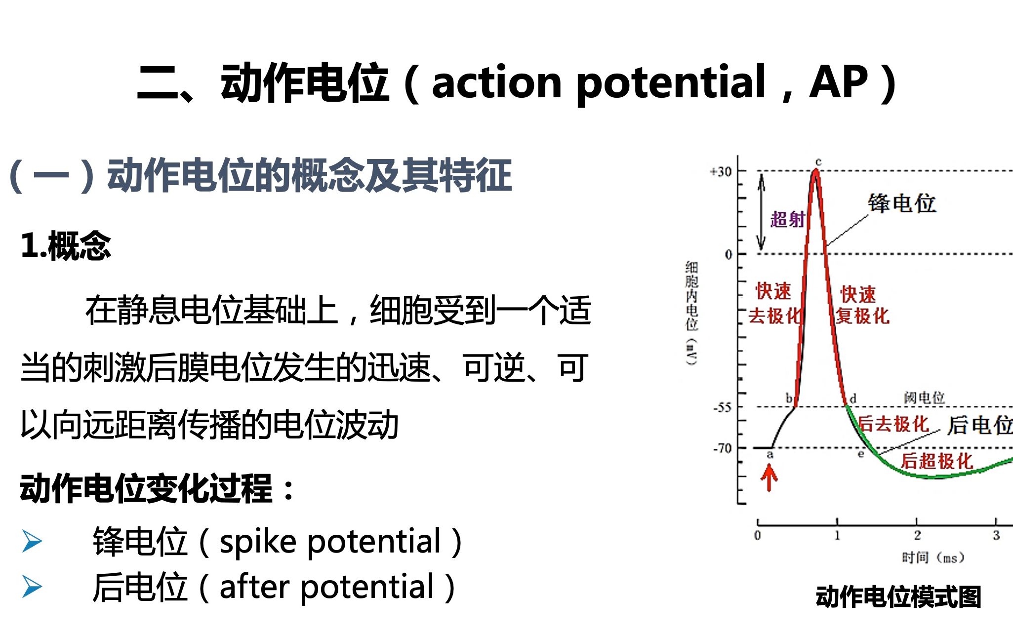 [图]生理 细胞的基本功能 细胞的生物电 动作电位及兴奋性