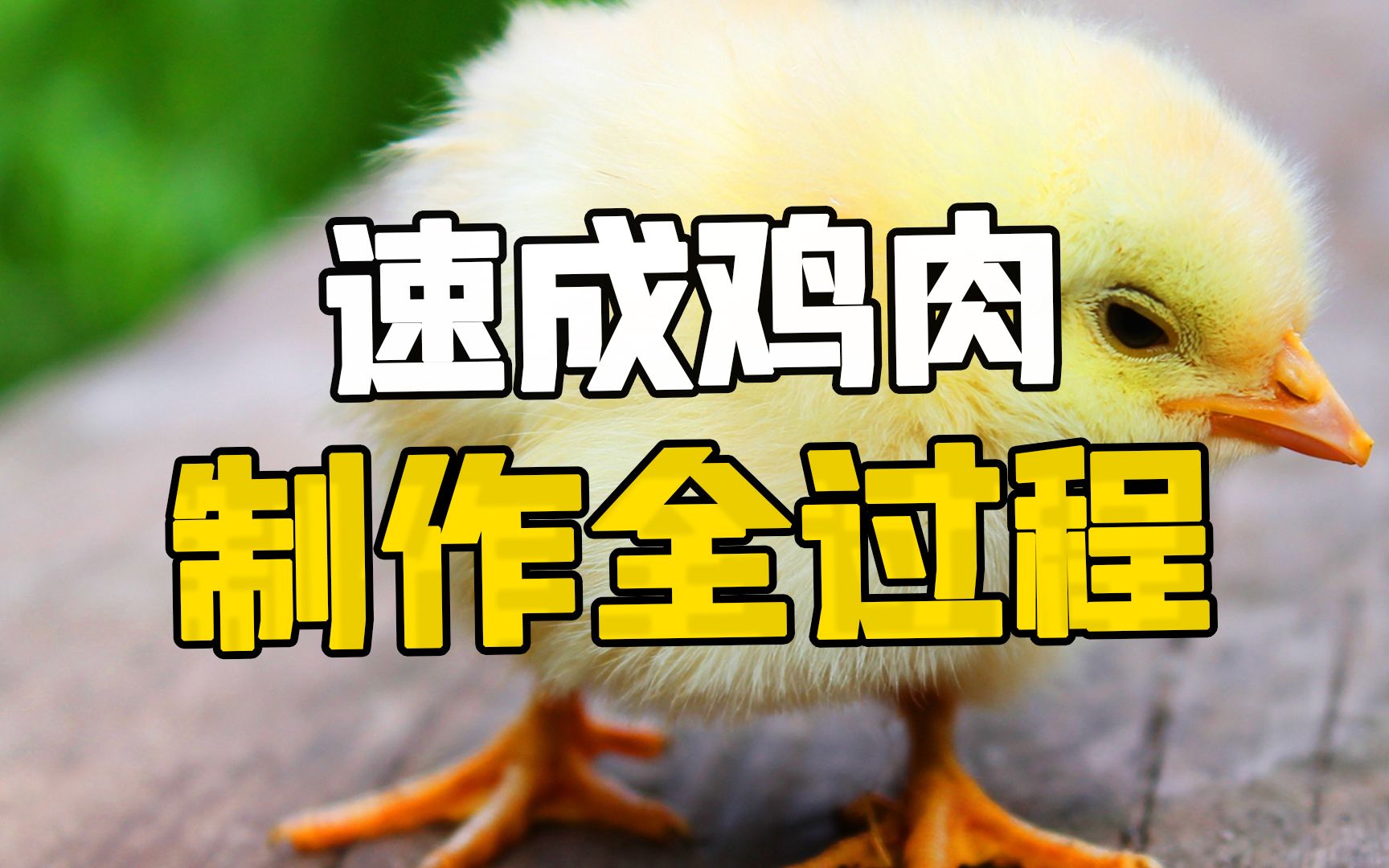 探访速食鸡生产工厂:30天就能够食用的肉鸡究竟如何养殖生产?哔哩哔哩bilibili