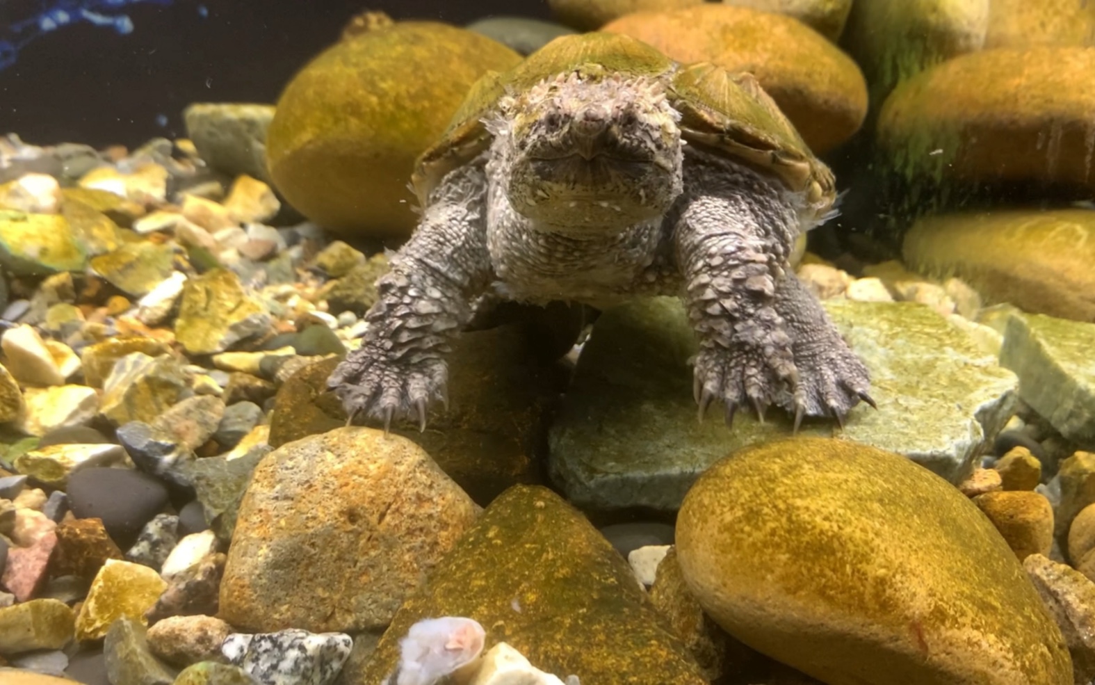 佛鳄龟(沉侵式喂食篇)看得过瘾