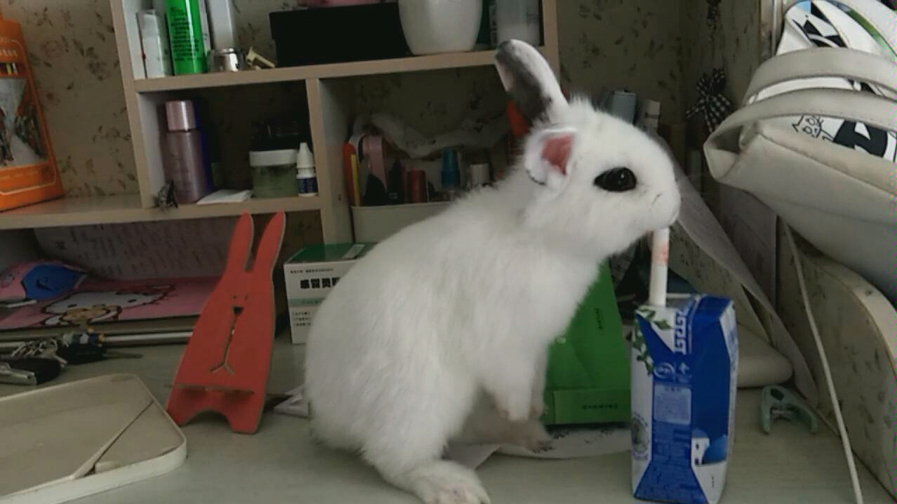 你永远不知道凤眼侏儒兔有多可爱,甚至还会喝酸奶~_哔哩哔哩 (゜-゜)