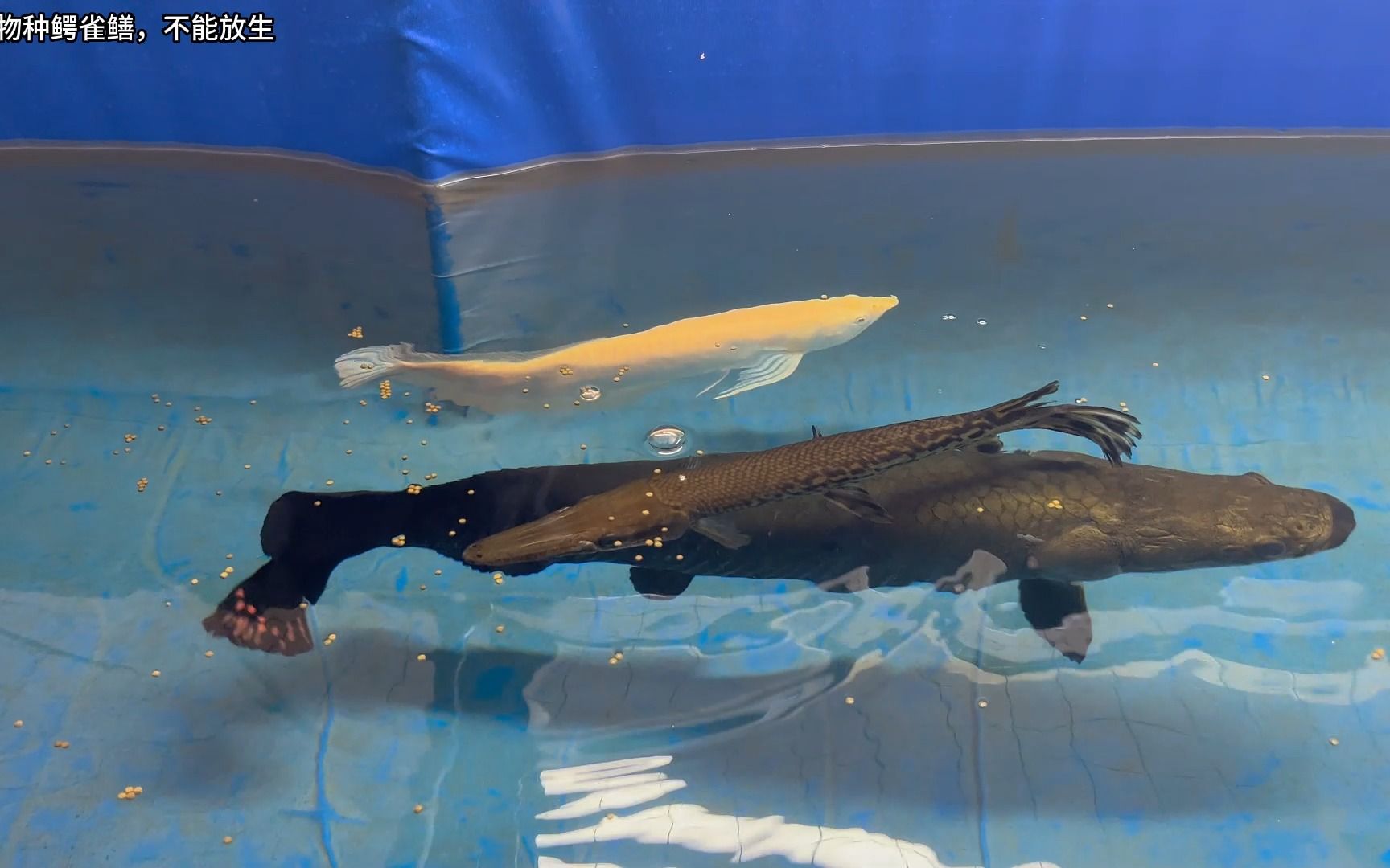 鳄雀鳝和巨骨舌鱼谁更厉害?48厘米鳄雀鳝放进猛鱼池,结局意外!