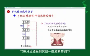 Download Video: #甲状腺功能的调节#内分泌#人体生理学#医学知识科普#每天学习一点点