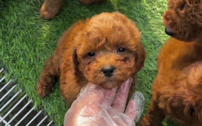 农村宠物市场盘一只网红泰迪