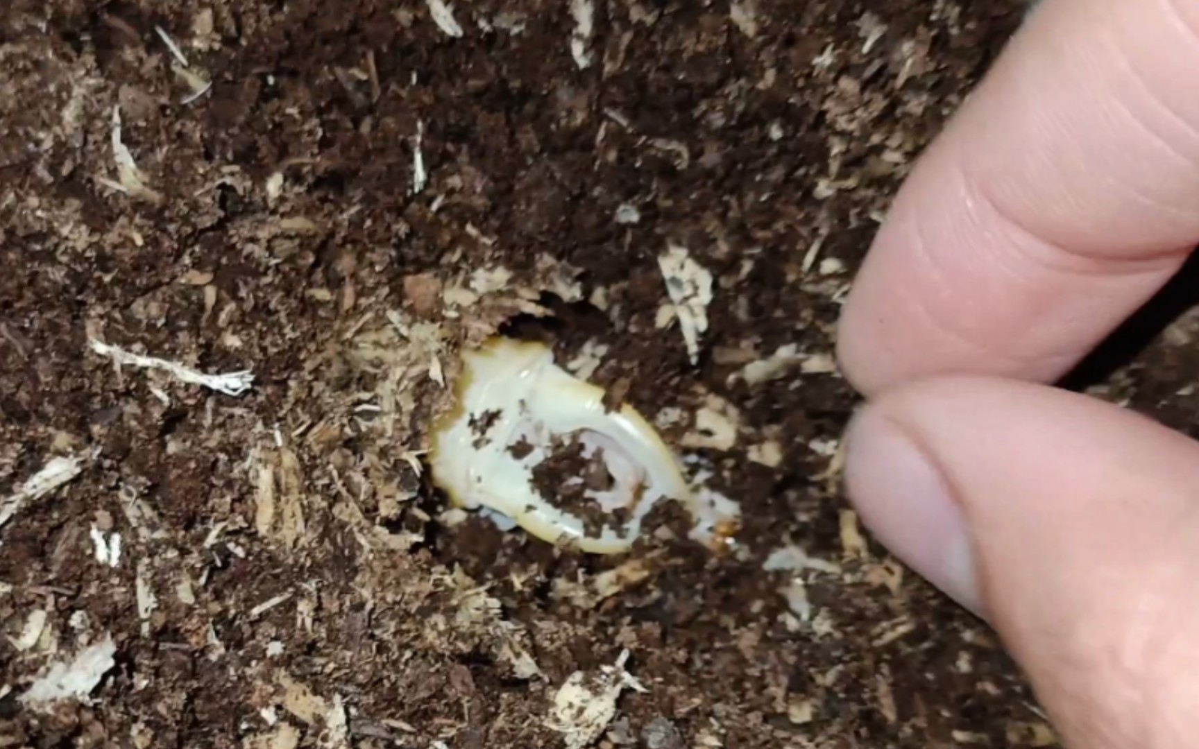 繁殖并饲养了10来个月的鸡冠锹终于陆续化蛹了,检查木屑时不小心手贱