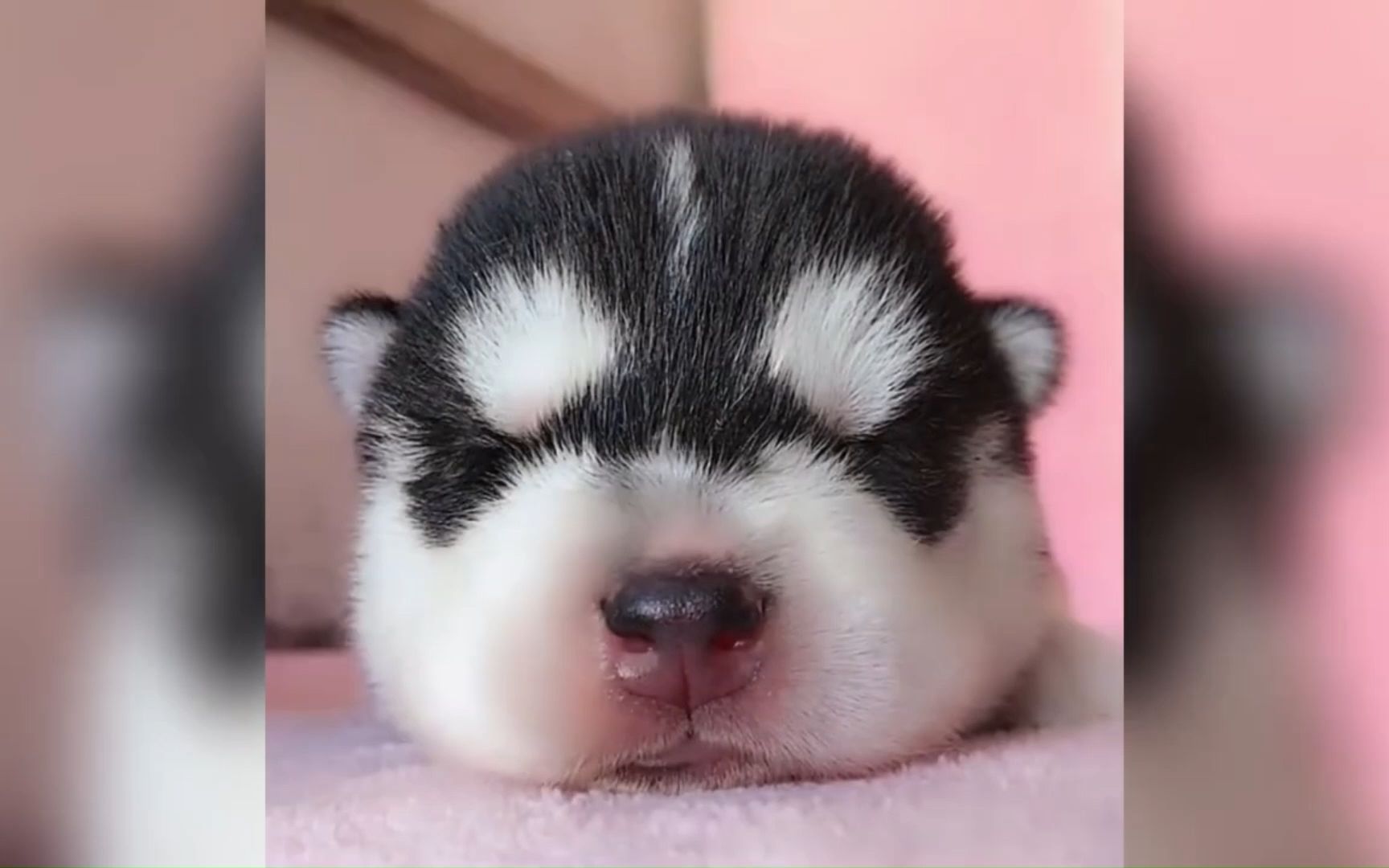 搞笑萌宠 开心的狗狗 s4