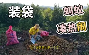 装果打包，果摊里都有蚂蚁住咯