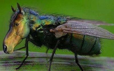 自然界的4种僵尸动物,最爱搞偷袭,城市里最常见!