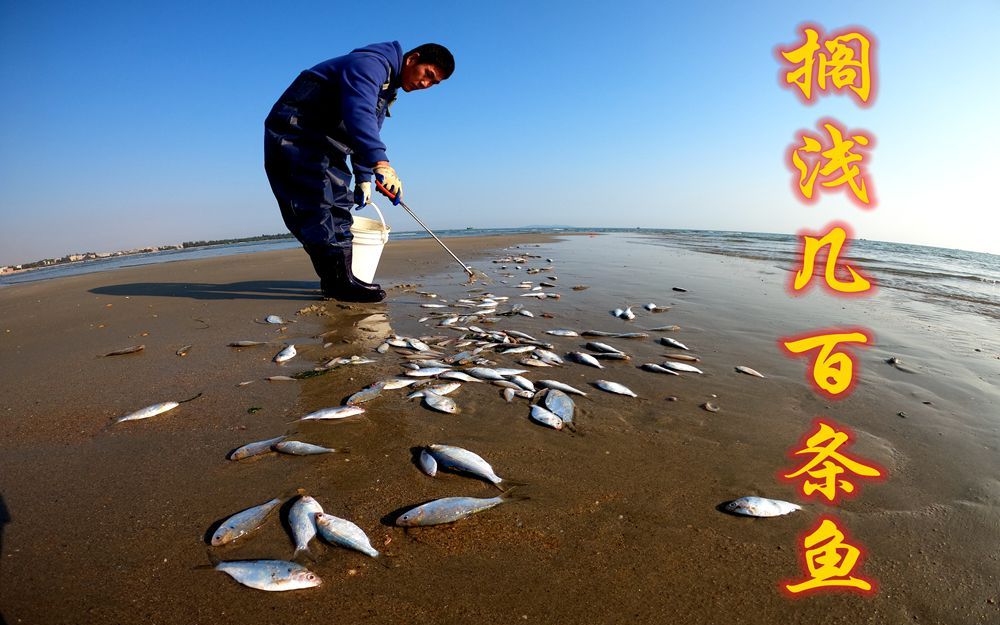 大海退潮阿广赶海,发现沙滩上集体搁浅几百条鱼,这