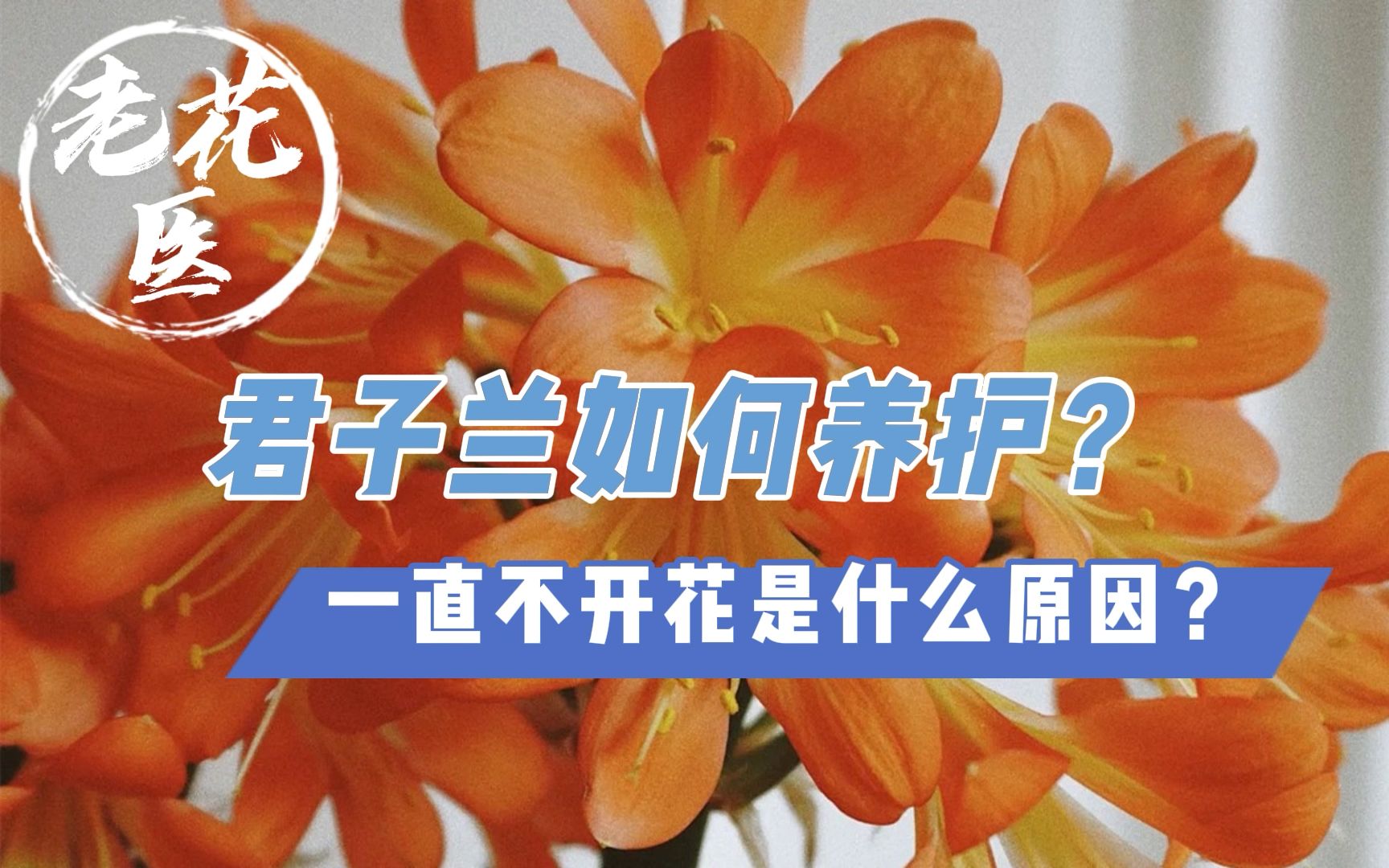 君子兰如何养护?一直不开花是什么原因?老花医开箱评测哔哩哔哩bilibili