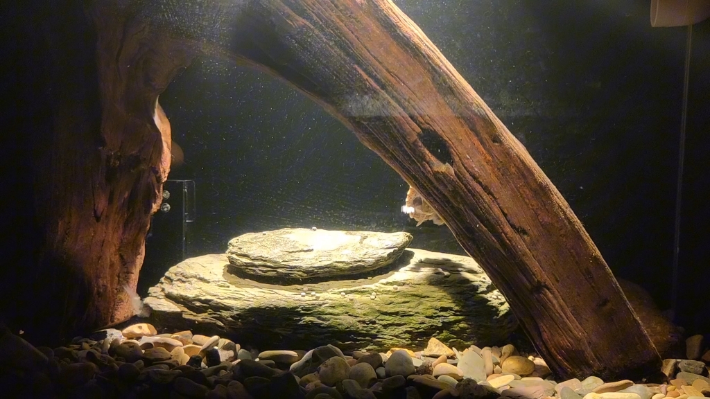 小剃刀龟进了自己的豪宅,60溪流缸,光照下来的感觉,真的很不错哟.