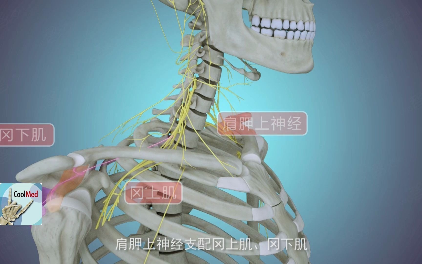 【人体解剖学】| 颈外侧区-枕三角下(2),放假也不能松懈哟,嘻嘻