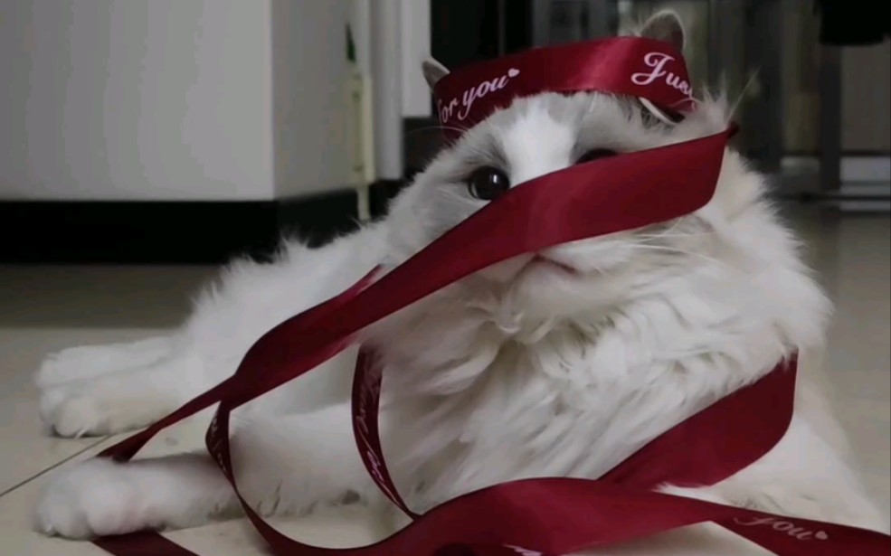 小猫咪的捆绑play