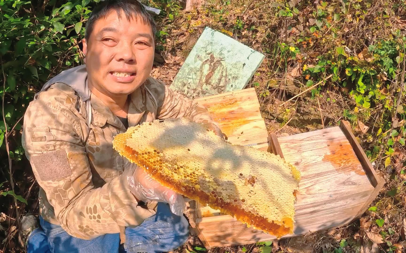 野菊花蜜,山沟里的蜜蜂采了好多,又是收获满满的一天哔哩哔哩bilibili