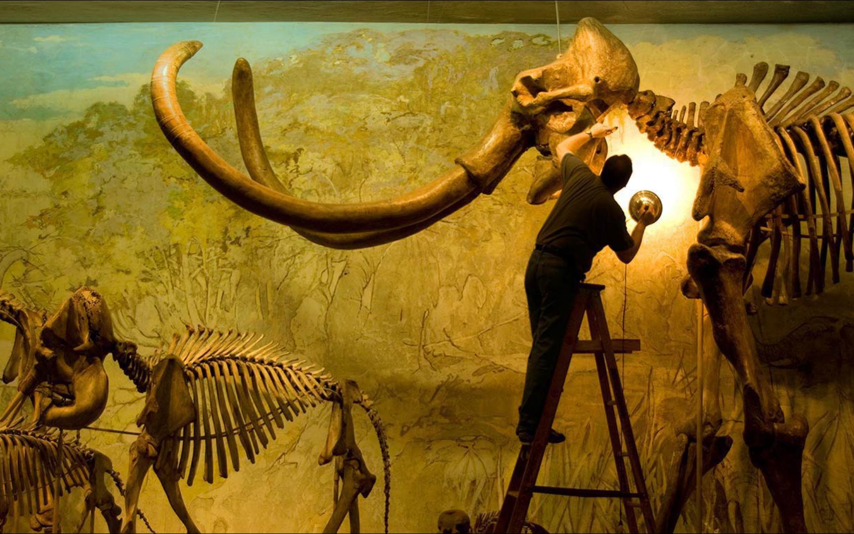 美国内布拉斯加州,哥伦比亚猛犸象标本(08 joel sartore/getty