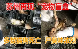 Tải video: 苏州一快递中转站再现“宠物盲盒”：多数猫狗死亡 现场尸臭味浓烈