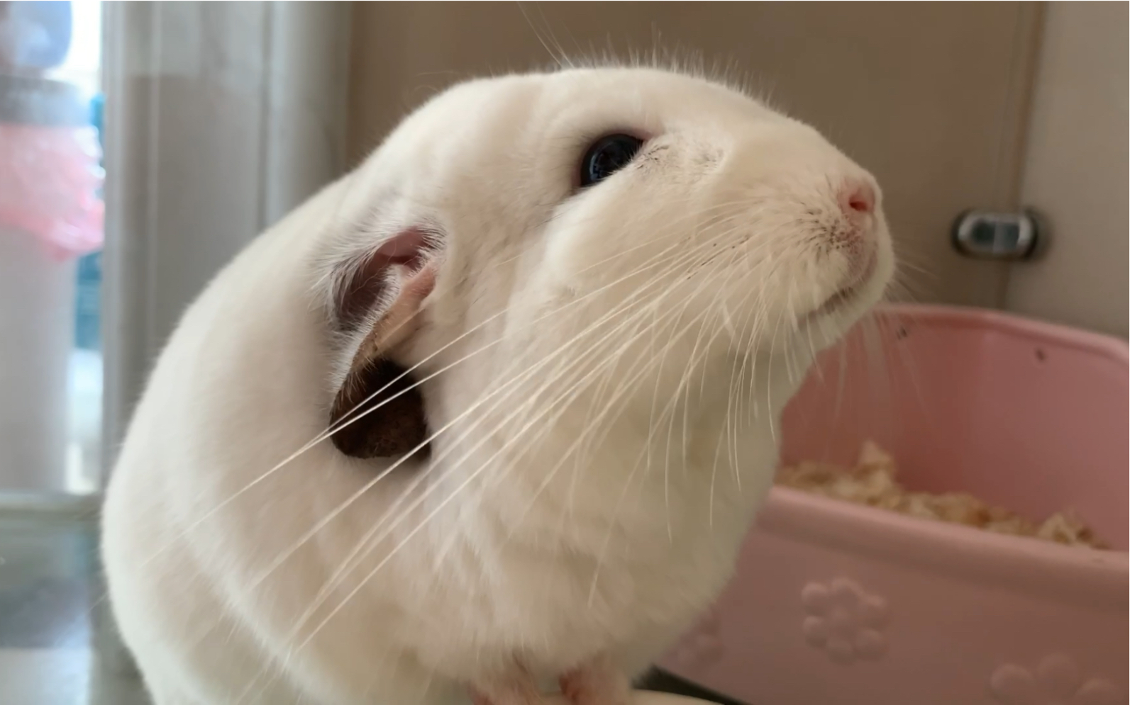 【龙猫元宝】超长吃播系列之"一只耳"