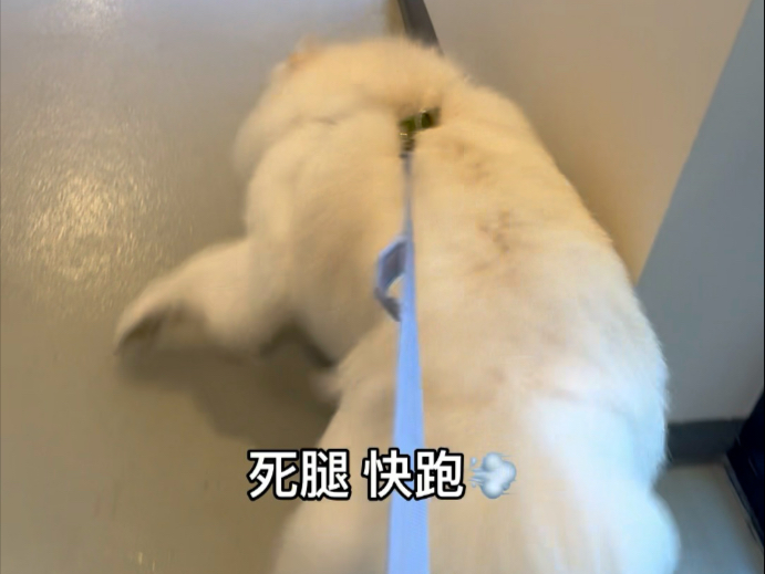狗子:洗澡是我的一生之敌