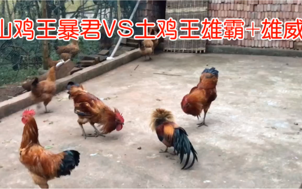 土鸡打斗：2斤山鸡王暴君对战5斤土鸡王雄霸，鸡王的打法就是与众不同！