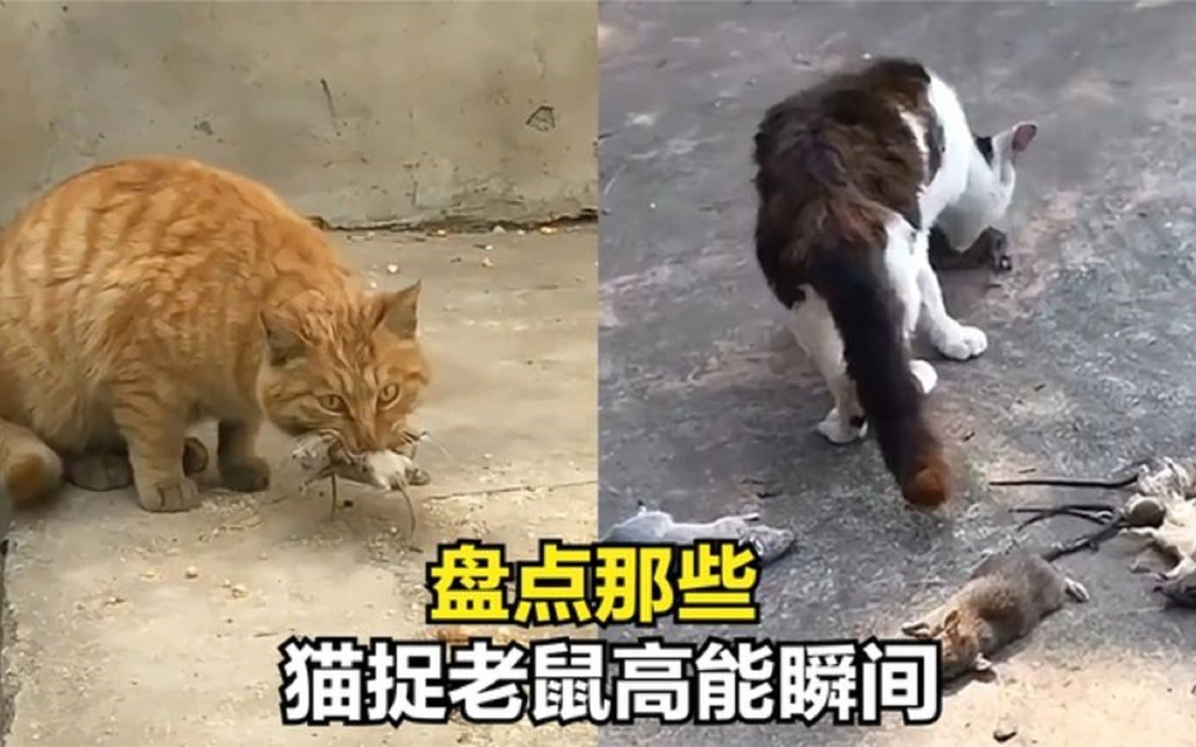 [图]盘点抓老鼠名场面，猫与老鼠的战争从未停止，果真是血脉压制