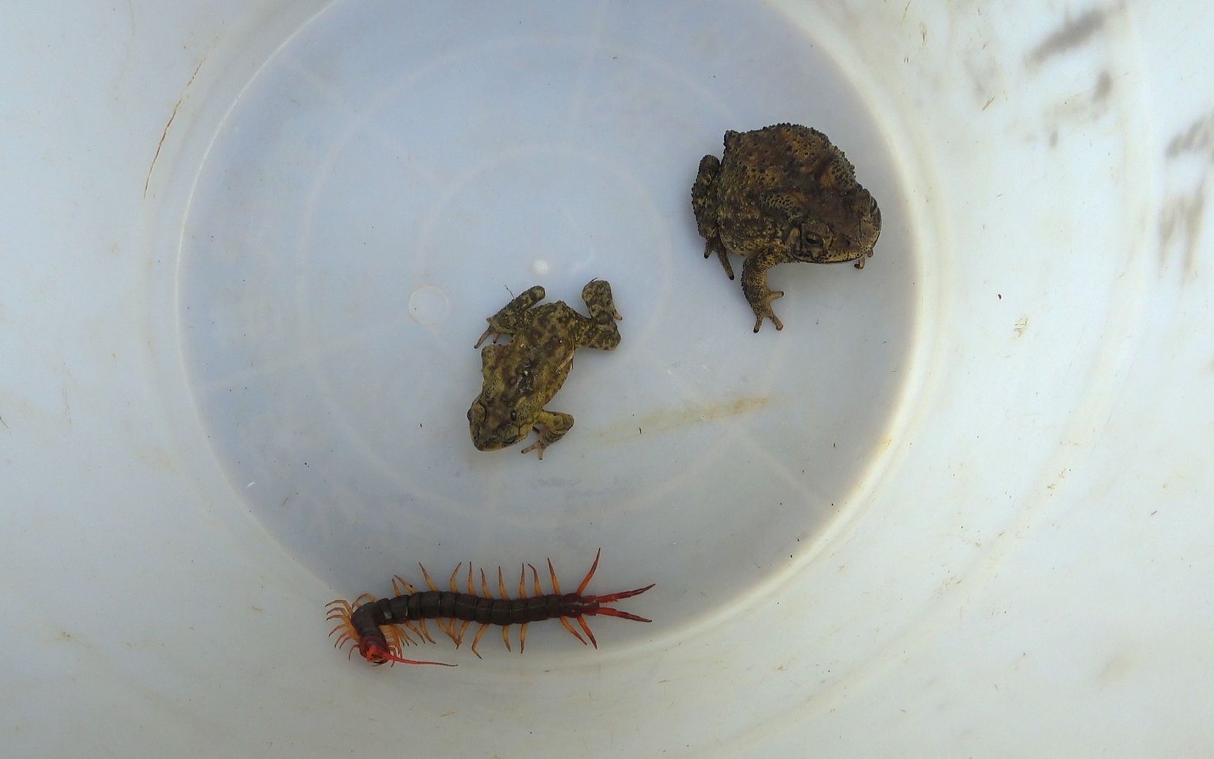 巨型蜈蚣大战2只蛤蟆,结局会怎样?_哔哩哔哩_bilibili