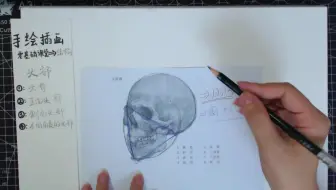 【手绘插画】手把手教你画头部结构！