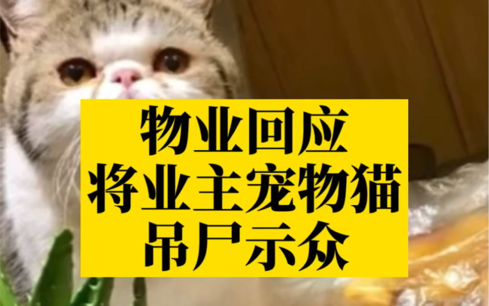 物业回应将宠物猫吊尸示众 :以为是怀孕野猫哔哩哔哩bilibili