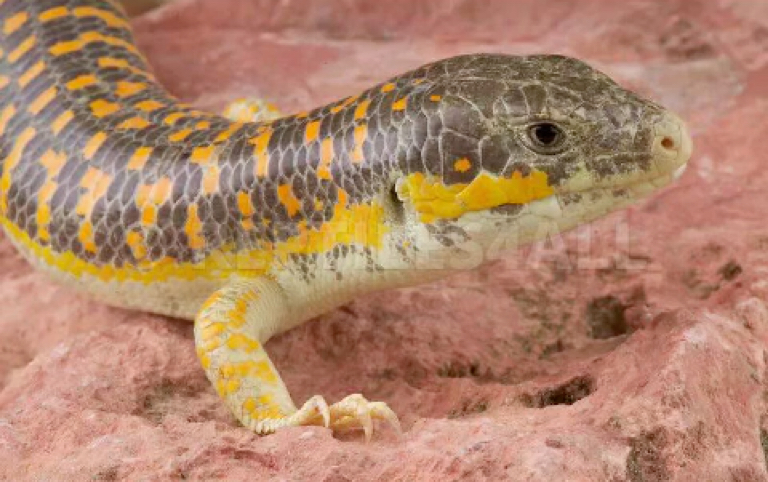 橙点石龙孑的物种介绍和饲养教程