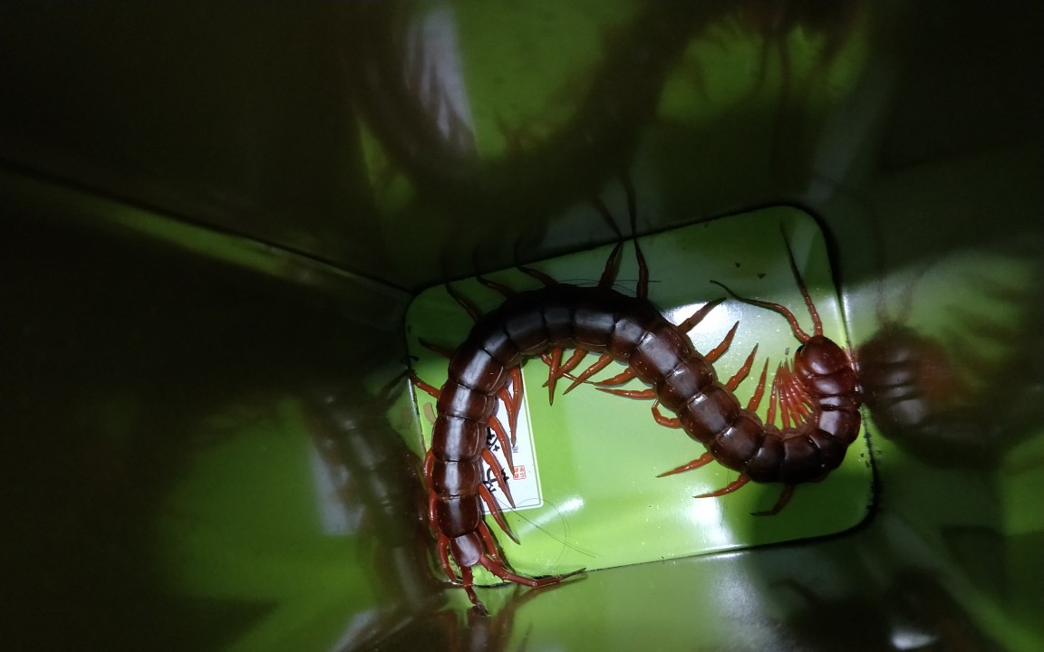 【剧毒】越南巨人蜈蚣泡酒!