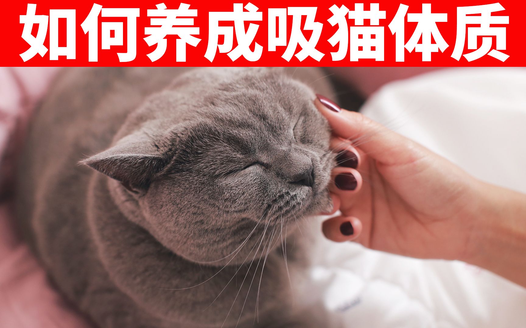 如何养成吸猫体质?做到这5点,想让猫咪不黏你都难! 【初识猫咪EP30】哔哩哔哩bilibili