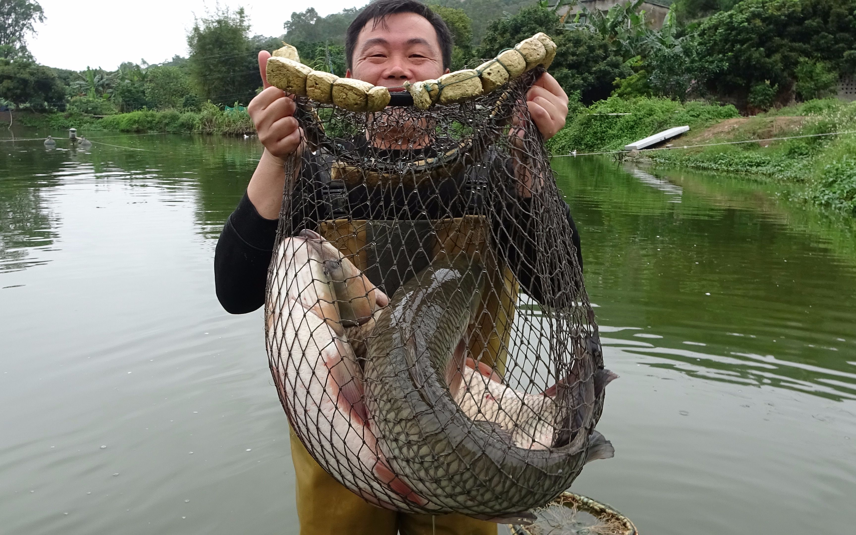 堂哥的鱼塘抓鱼老林过来帮忙拉网拉一网就收获满满